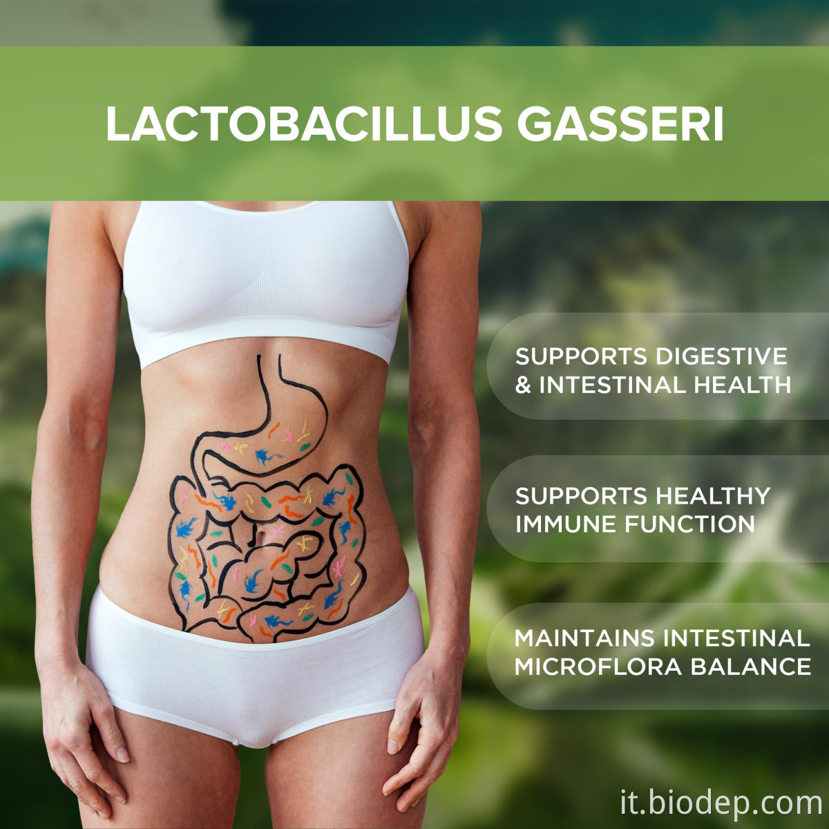 LACTOBACILLUS GASSERI3